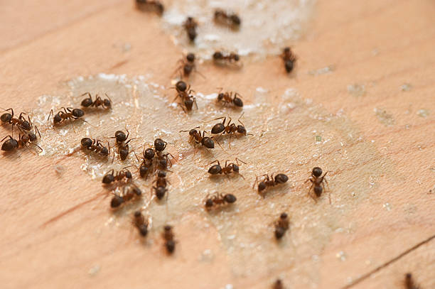 Best Best Pest Control Companies  in Vcennes, IN